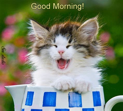 good morning cat gif